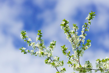 Sprigs of blossoming cherry with white flowers against the blue sky.