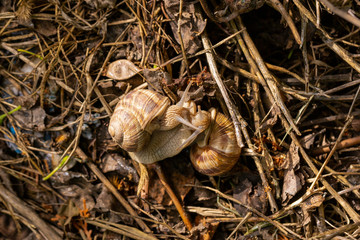 Helix pomatia, Roman - Burgundy snail, escargot, is a species of large, edible, air-breathing land snail, a gastropod terrestrial mollusc in the family Helicidae. Amorous courtship hermaphrodites.