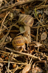 Helix pomatia, Roman - Burgundy snail, escargot, is a species of large, edible, air-breathing land snail, a gastropod terrestrial mollusc in the family Helicidae. Amorous courtship hermaphrodites.