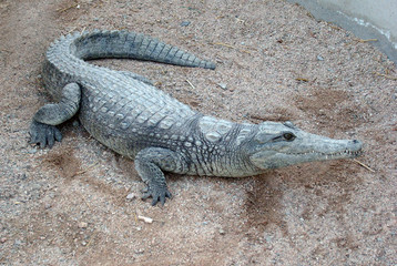 Nile crocodile - the largest freshwater predator in Africa