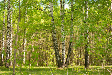 Birch grove on a sunny summer day.