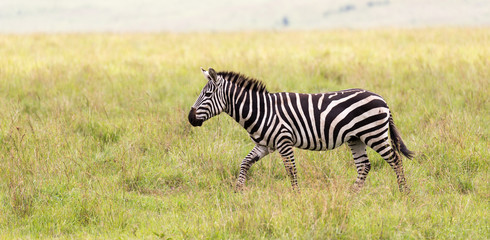 A Zebra family grazes in the savanna in close proximity to other animals