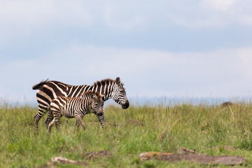 A Zebra family grazes in the savanna in close proximity to other animals