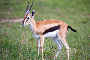 Thomson Gazelle in the Kenyan savannah amidst a grassy landscape
