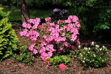 red flowers of rhododendron bush in a garden