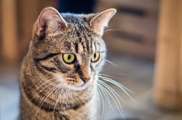 Detailed portrait of tabby cat