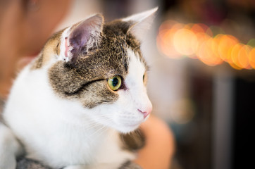 Detailed portrait of tabby cat