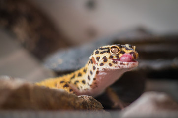 Detail of Leopard Gecko (eublepharis macularius) licking its nose with pink tongue