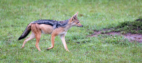 Fototapeta na wymiar A jackal in the savannah of Kenya