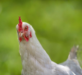 Close up of the head of a Sussex chicken against a green blurred background