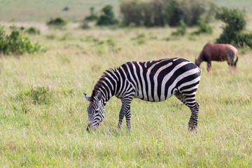 Fototapeta na wymiar A Zebra family grazes in the savanna in close proximity to other animals