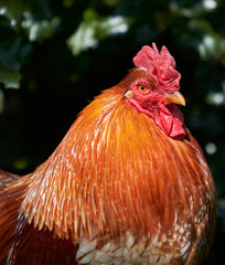 Close up of the head of a red rooster against a dark background