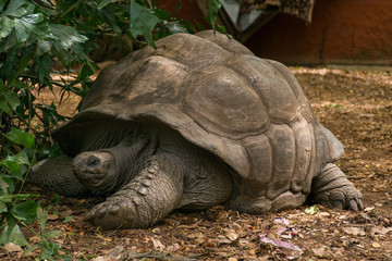 Obraz premium Aldabra giant tortoise (Aldabrachelys gigantea)