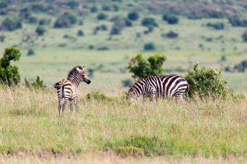 A Zebra family grazes in the savanna in close proximity to other animals