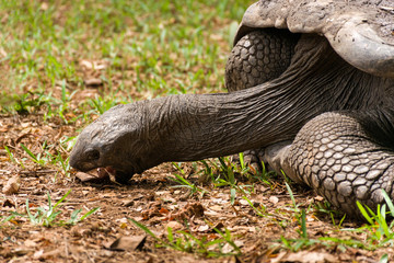 Aldabra giant tortoise (Aldabrachelys gigantea) eating grass