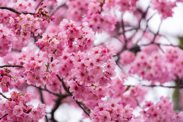Sakura, Cherry Blossom flower in spring season