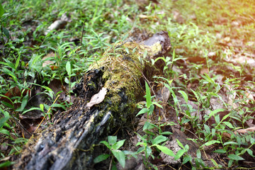 Naklejka na ściany i meble moss on the rotted timber in rubber plantations in the morning with selective focus.