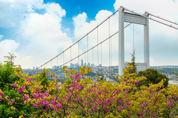 Judas trees (Turkish: Erguvan) in Istanbul. Beautiful spring view of the Istanbul Bosphorus from Otagtepe. Fatih Sultan Mehmet Bridge. Istanbul, Turkey..