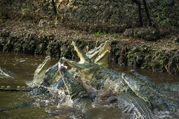A group of Nile crocodiles (Crocodylus niloticus) fighting for meat on a rope above them
