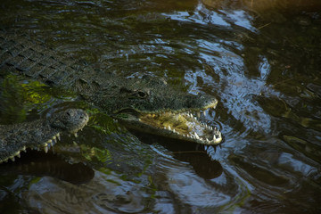 Nile crocodile (Crocodylus niloticus) partially submerged in dark water