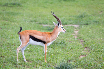 Thomson Gazelle in the Kenyan savannah amidst a grassy landscape
