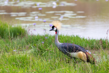 A gray-necked crowned crane stands on the bank of a river