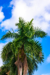 Fototapeta na wymiar The Palm tree and blue sky