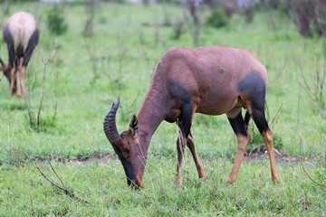 Topi Gazelle in the Kenyan savanna amidst a grassy landscape