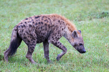 A hyena walks in the savanna in search of food