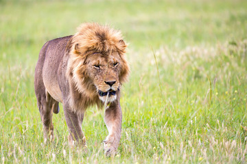 A big male lion is walking in the savannah