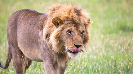 A big male lion is walking in the savannah