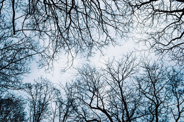 Tree branches/ twigs in winter - view from below