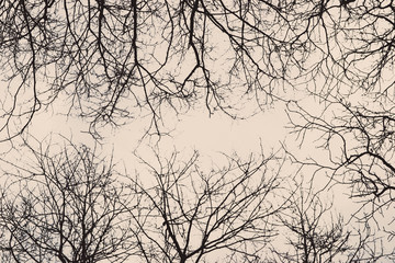 Tree branches/ twigs in winter - view from below