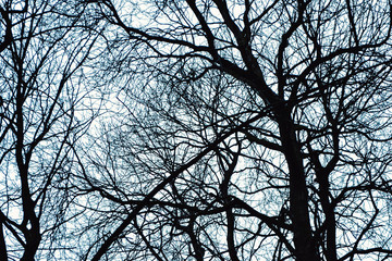 Tree branches/ twigs in winter - forest