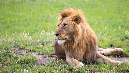 A big lion lies in the grass in the middle of the landscape of a savannah in Kenya