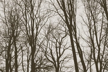 Fototapeta na wymiar Tree branches/ twigs in winter - forest