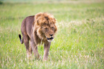 A big male lion is walking in the savannah