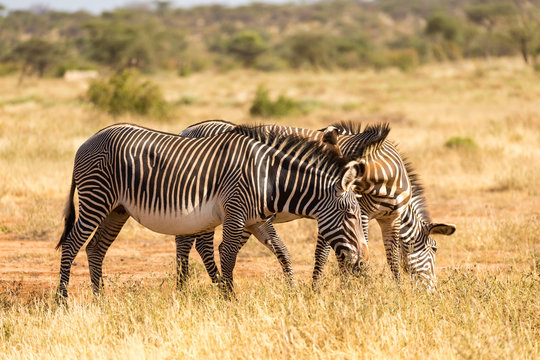 Grevy zebras are grazing in the countryside of Samburu in Kenya