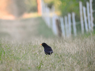 Blackbird sitting on field, beak