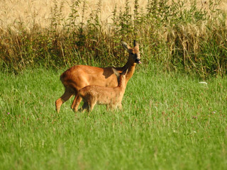 Deer with fawn on field