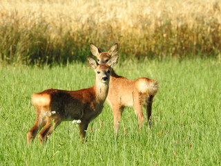 Two deer on field, looking, eating