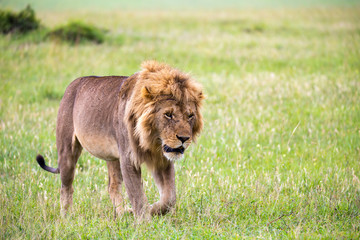 Fototapeta na wymiar A big male lion is walking in the savannah