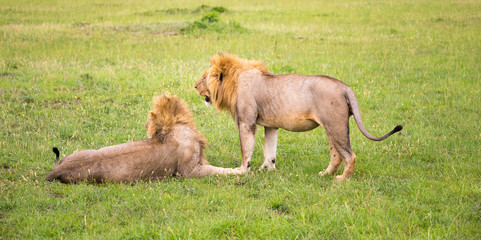 Two big lions show their emotions to each other in the savanna of Kenya