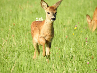 Deer on field, looking, eating