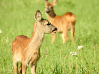 Two deer on field, looking, eating