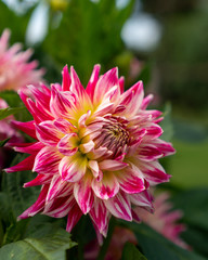 Fototapeta premium The Dahlia Cha Cha flower, a Semi Cactus type variety hybrid with white and dark red colors, in full bloom on a green background.