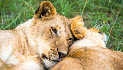 Two young lions cuddle and play with each other