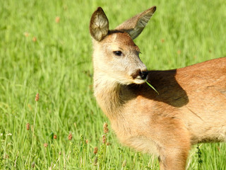 Deer on field, looking, eating