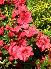 red flowers of rhododendron bush in a garden