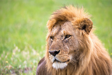 A close-up of the face of a lion in the savannah of Kenya